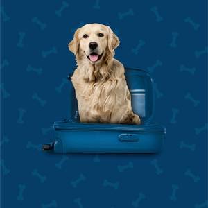 Pet Friendly Hotel ILUNION Málaga Málaga
