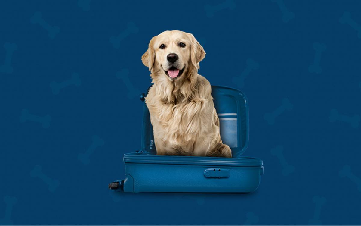 Somos pet friendly Hotel ILUNION Málaga Somos pet friendly Hotel ILUNION Málaga