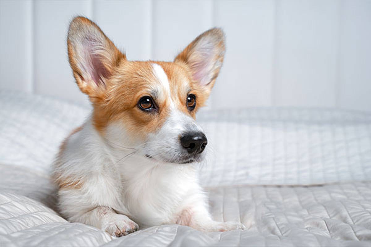 1. selecciona una habitación pet friendly Hotel ILUNION Málaga