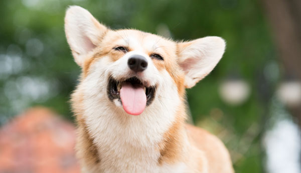 Consulta los establecimientos donde puedes traer a tu mascota Hotel ILUNION Málaga