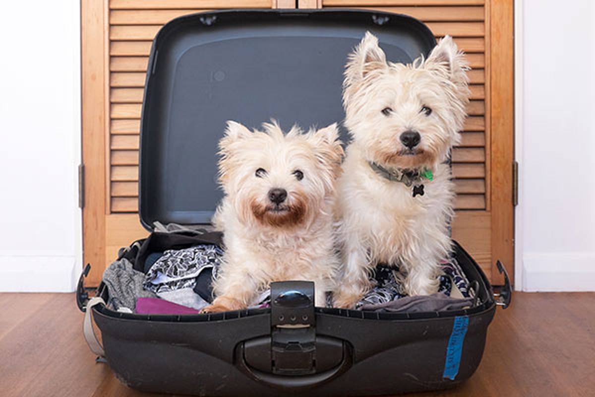 2. informarnos de tu mascota Hotel ILUNION Málaga